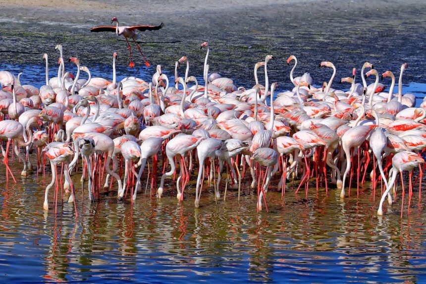 Neighbourhood with Closeness to Wildlife